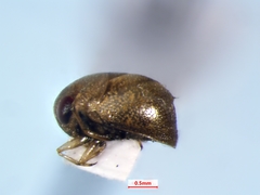 Neoplea striola