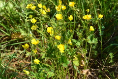 Ranunculus