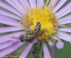 Perdita octomaculata
