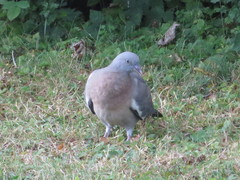 Columba palumbus