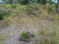 Andropogon cabanisii