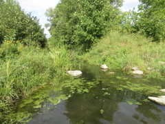 Neoplea striola