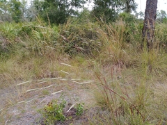 Andropogon cabanisii