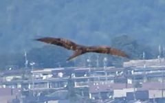 Milvus migrans