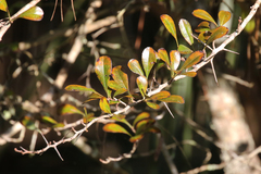 Crataegus aestivalis