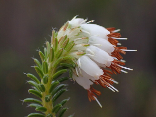 Blacktip Heath (Erica bruniifolia)