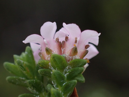 Euchaetis meridionalis, photograph 6