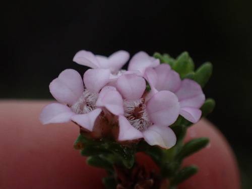 Euchaetis meridionalis, photograph 5