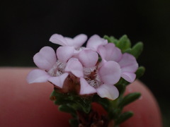 Euchaetis meridionalis, photograph (c) Ren Hoekstra, some rights reserved (CC BY)
