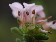 Euchaetis meridionalis, photograph (c) Ren Hoekstra, some rights reserved (CC BY)