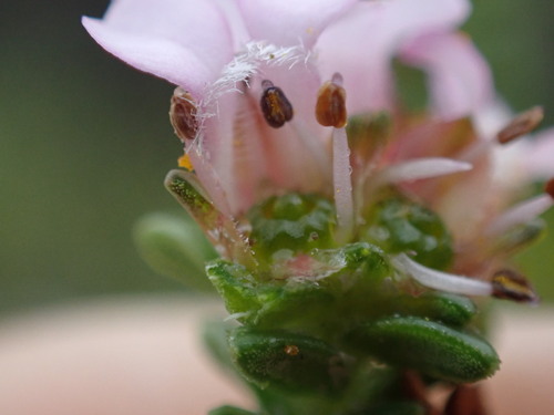 Euchaetis meridionalis