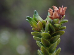 Euchaetis meridionalis, photograph (c) Ren Hoekstra, some rights reserved (CC BY)