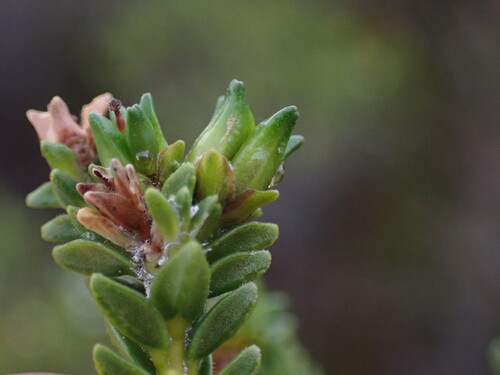 Euchaetis meridionalis, photograph 4