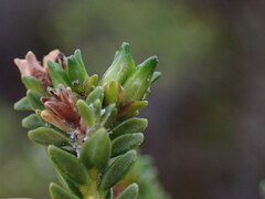 Euchaetis meridionalis, photograph (c) Ren Hoekstra, some rights reserved (CC BY)