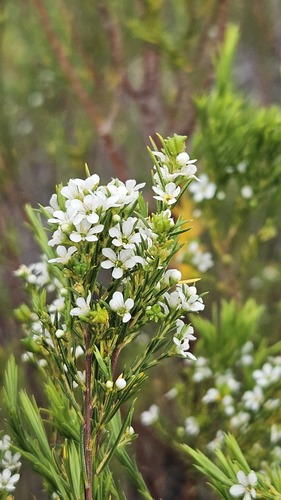 Coleonema calycinum, photograph 1
