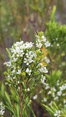 Coleonema calycinum