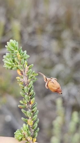 Agulhas Green Heath (Erica oblongiflora)