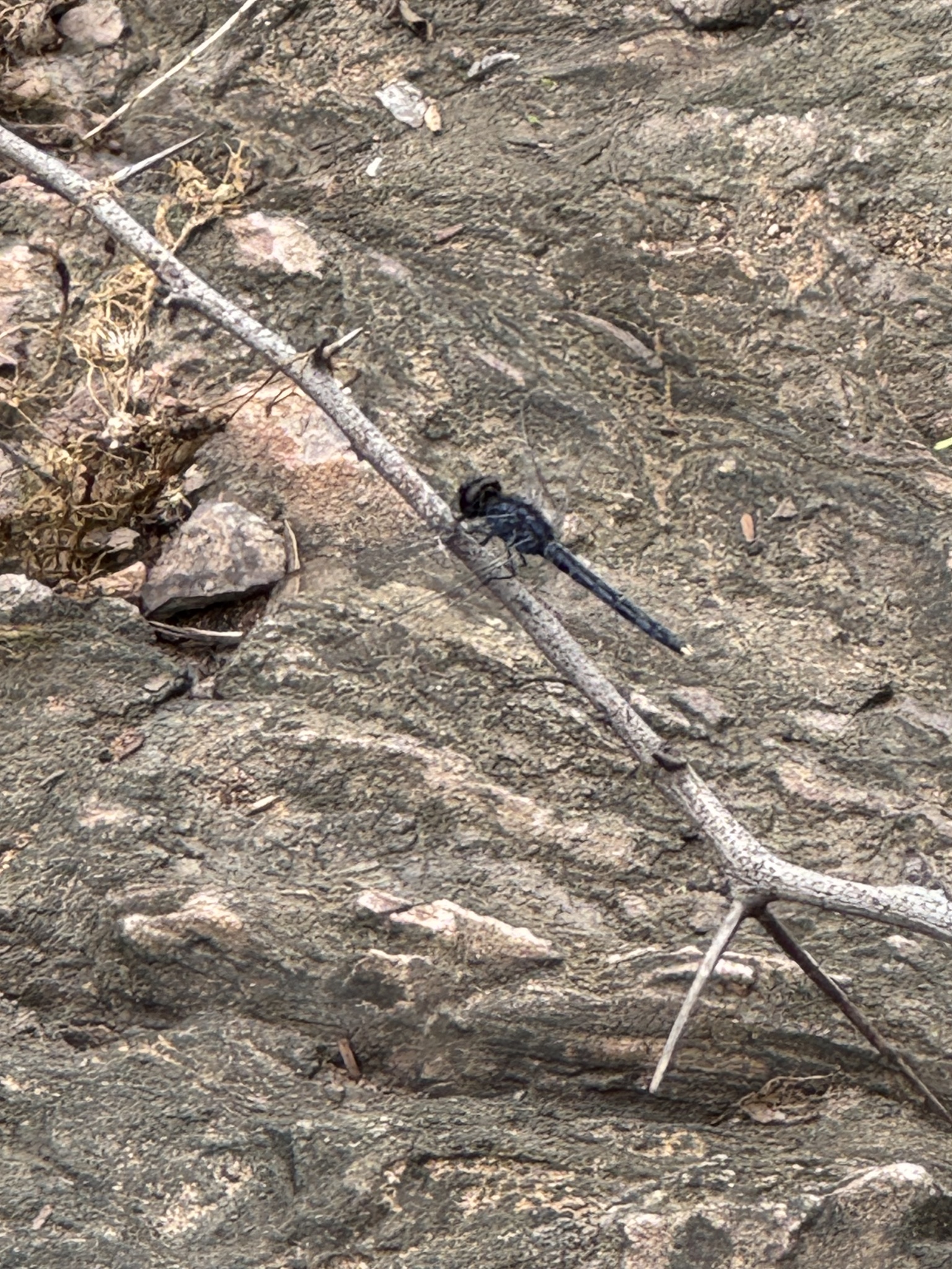 Black Marsh Skimmer