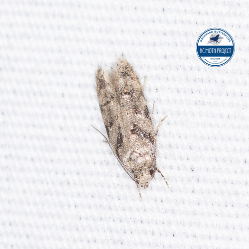 Chionodes thoraceochrella photo 5