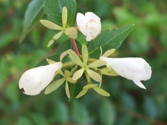 Abelia × grandiflora