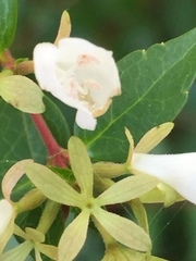 Abelia × grandiflora