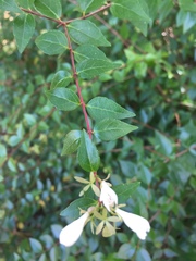 Abelia × grandiflora