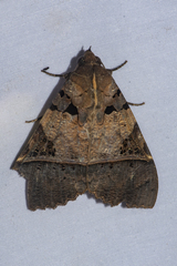 Serrodes
