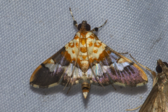 Aetholix flavibasalis