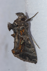 Plusiopalpa adrasta