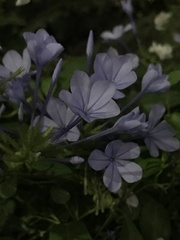 Plumbago auriculata