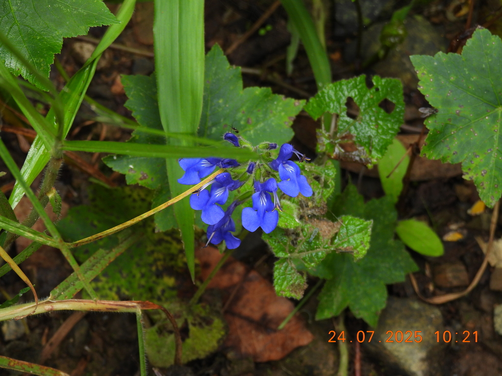 Salvia scutellarioides; photograph (c) Carlos Torrente, some rights reserved (CC BY)