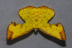 Corymica