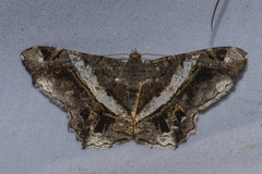 Chiasmia nora