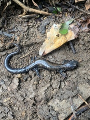 Plethodon ouachitae