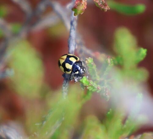 Hieroglyphic Lady Beetle, photo 5 of 8