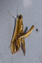 Agathodes ostentalis