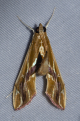Agathodes ostentalis