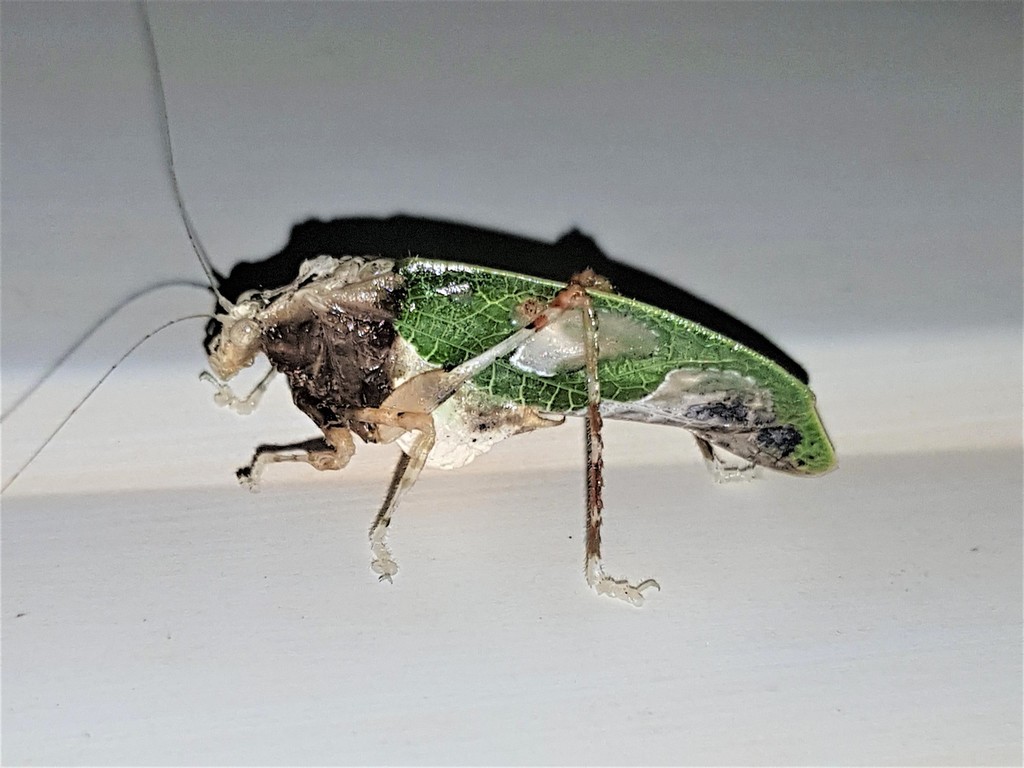 Pycnopalpa angusticordata