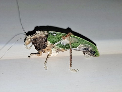 Pycnopalpa angusticordata