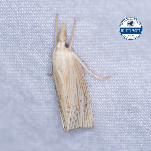 Wainscot Grass-veneer photo 4