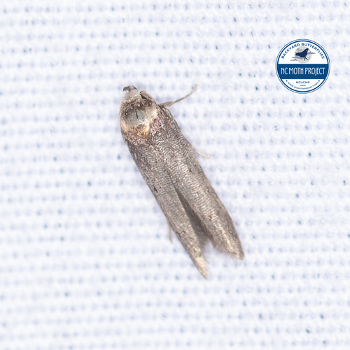 Asaphocrita aphidiella photo 4
