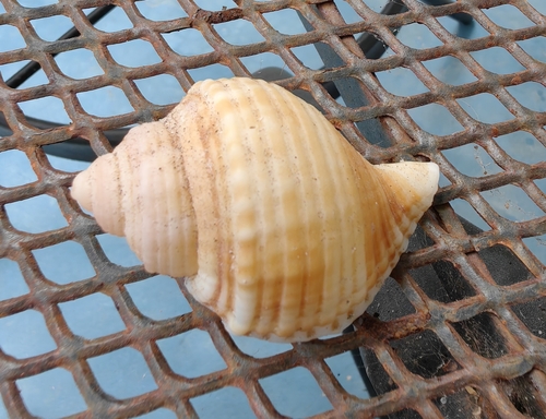 Linatella caudata observed 2025-07-29