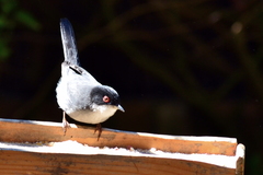 Curruca melanocephala