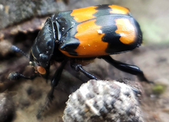 Nicrophorus hebes