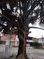 Bismarckia