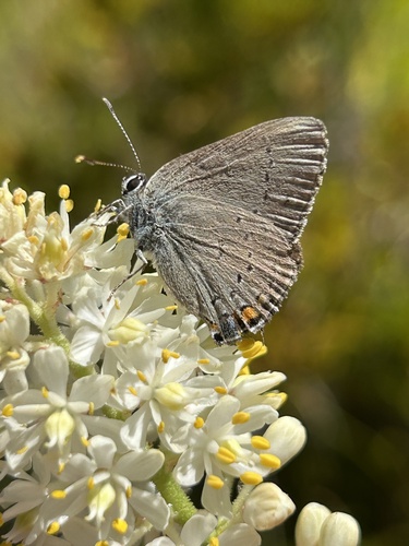 Sylvan Hairstreak photo 5