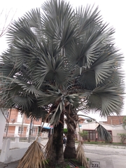 Bismarckia