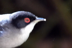 Curruca melanocephala