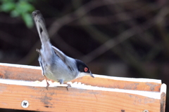 Curruca melanocephala