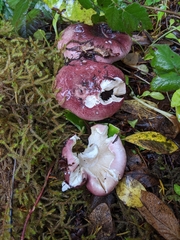 Russula murrillii